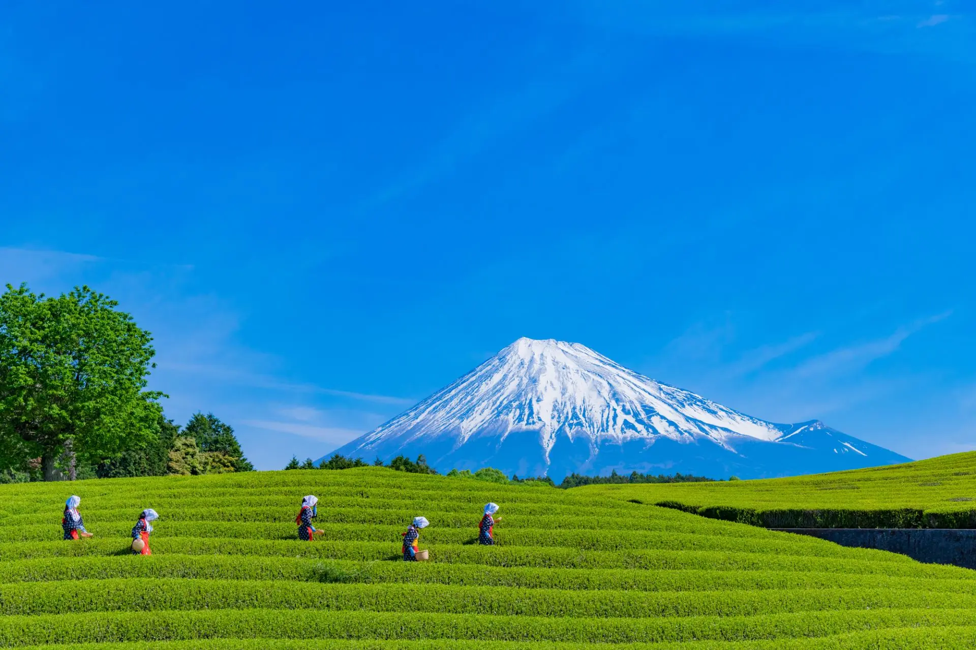 静岡県　茶畑　富士山