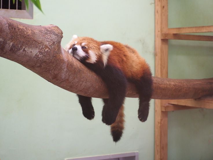 Chiba City Zoological Park
