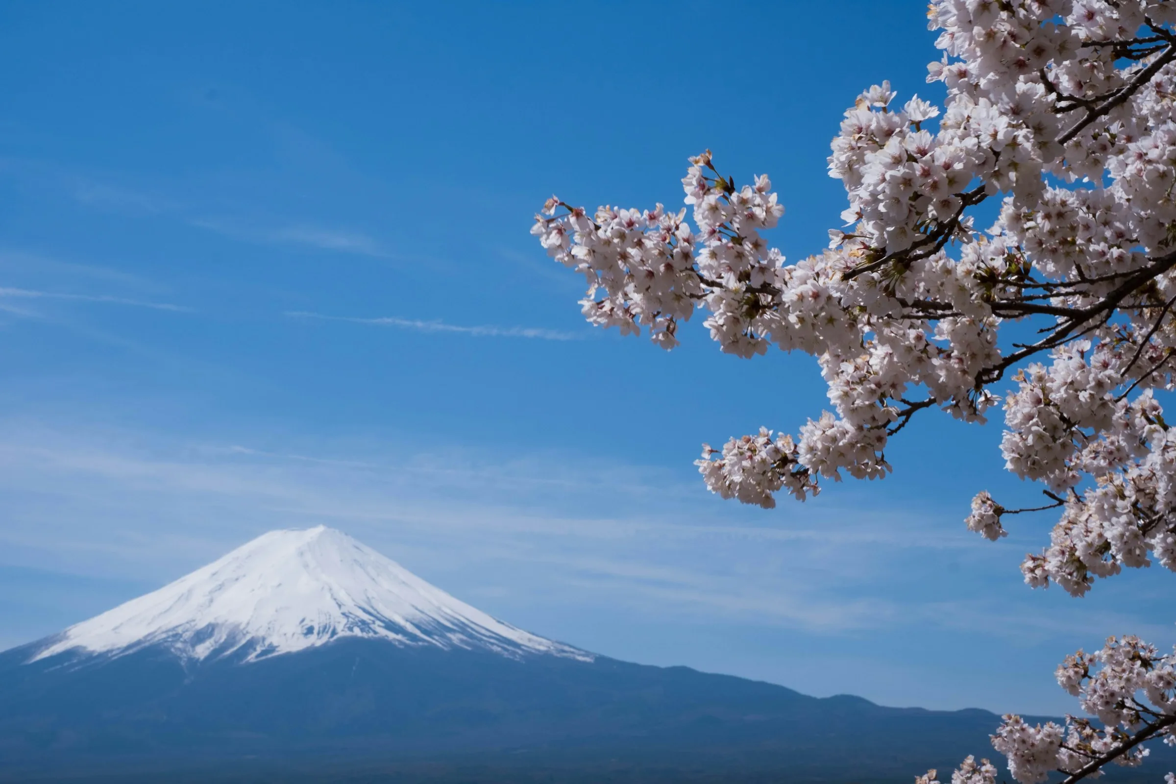 Mt. Fuji with cherry blossoms in spring at Lake Kawaguchi, Japan