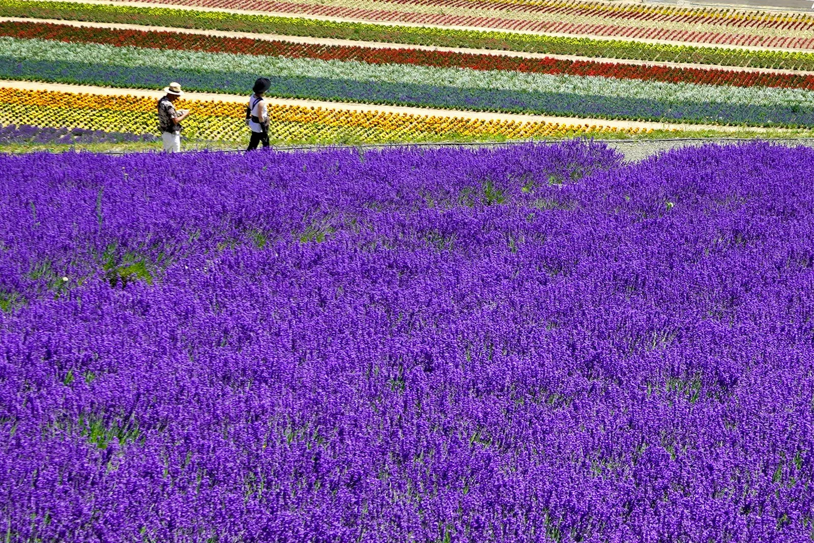 Furano Lavender Fields (Photo via PhotoAC)