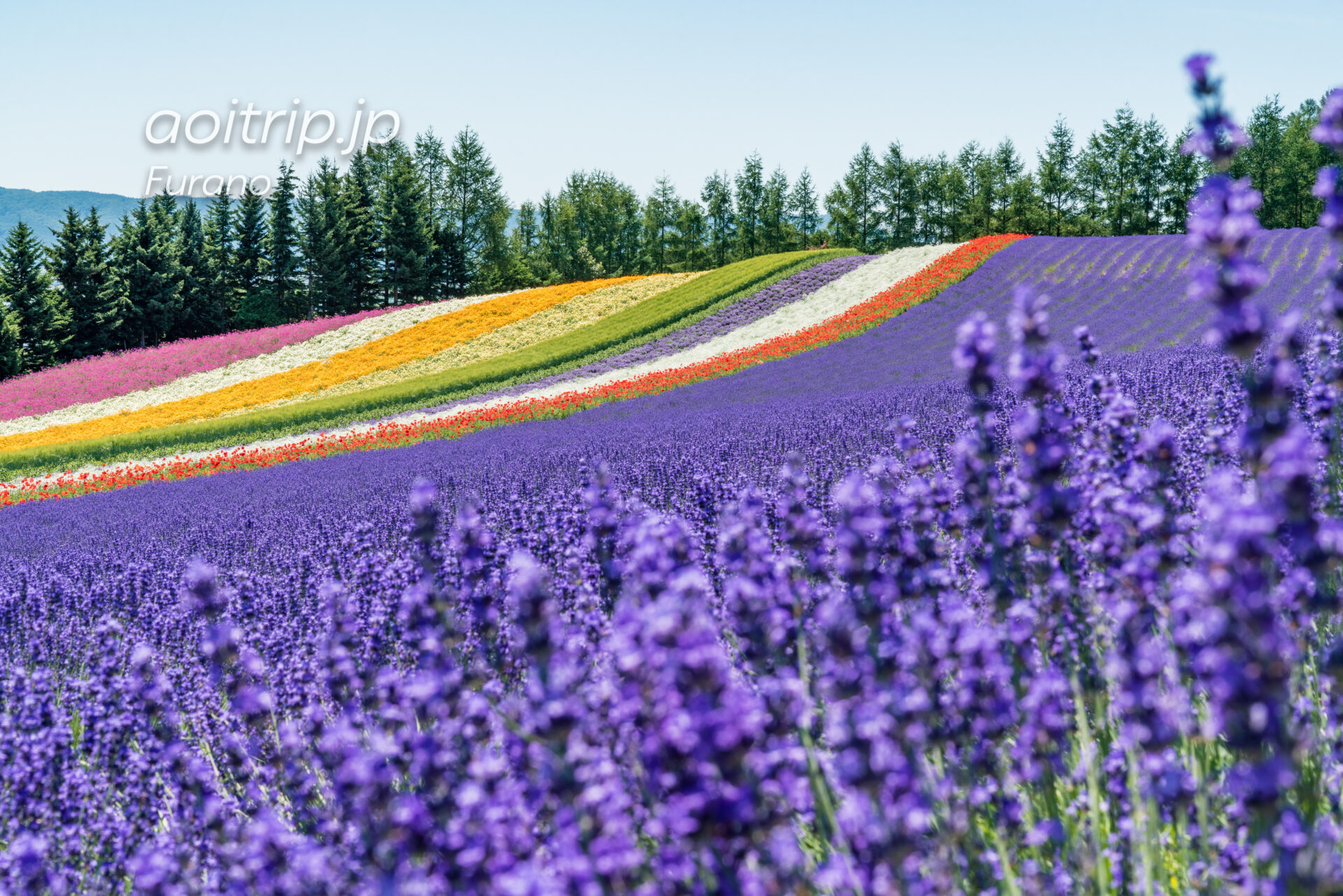 Furano Lavender Fields