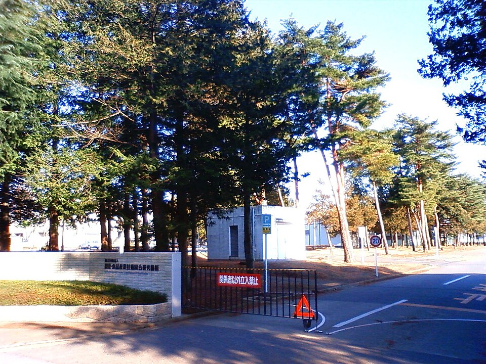 Ibaraki Sweet Potato