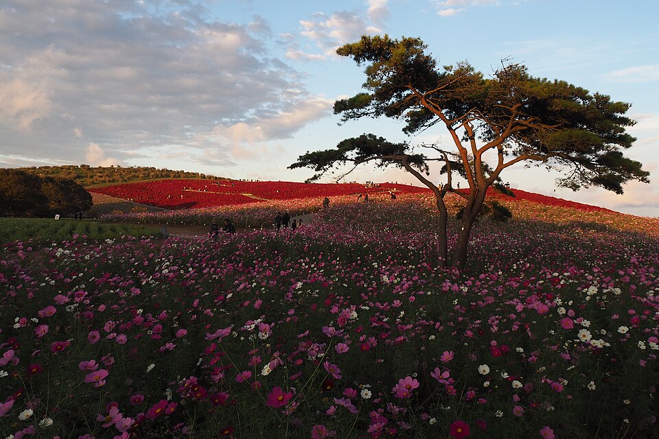 Hitachi Seaside Park