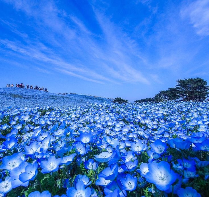Hitachi Seaside Park