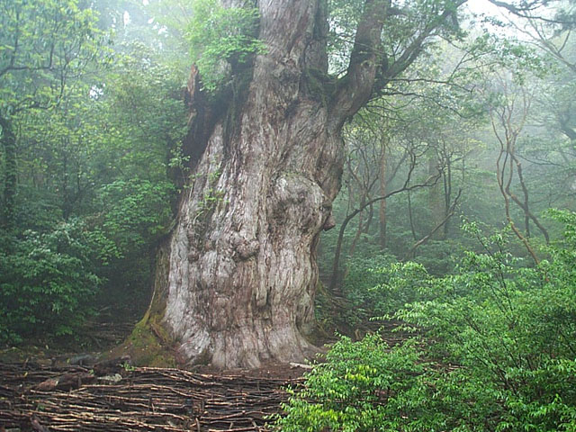 Yakushima Honey