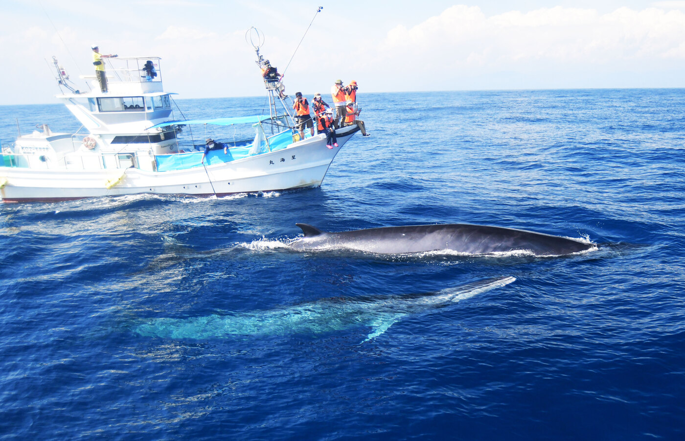 Tosa Bay Whale Watching