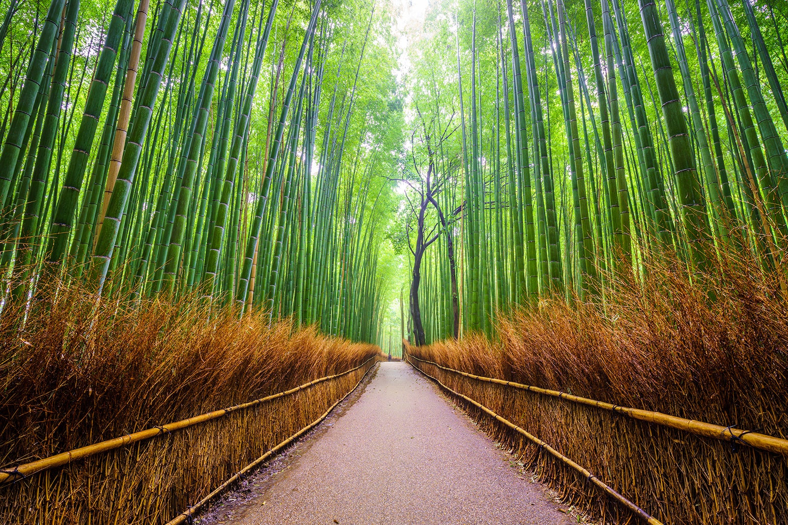 Arashiyama Bamboo Grove path