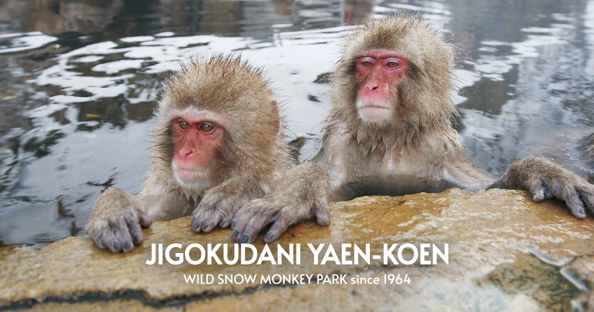 Jigokudani Monkey Park