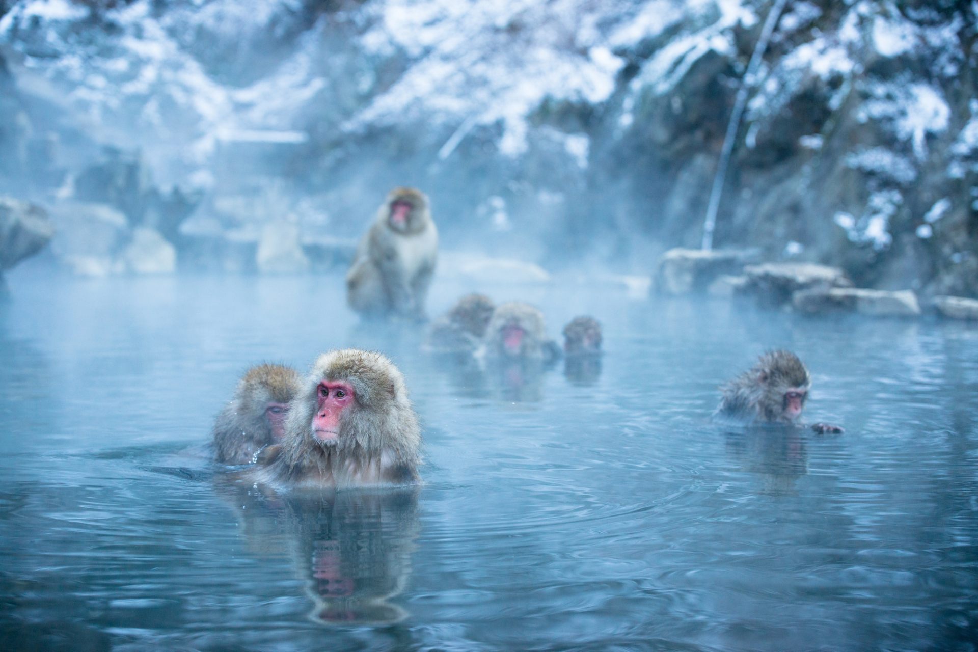 Jigokudani Monkey Park