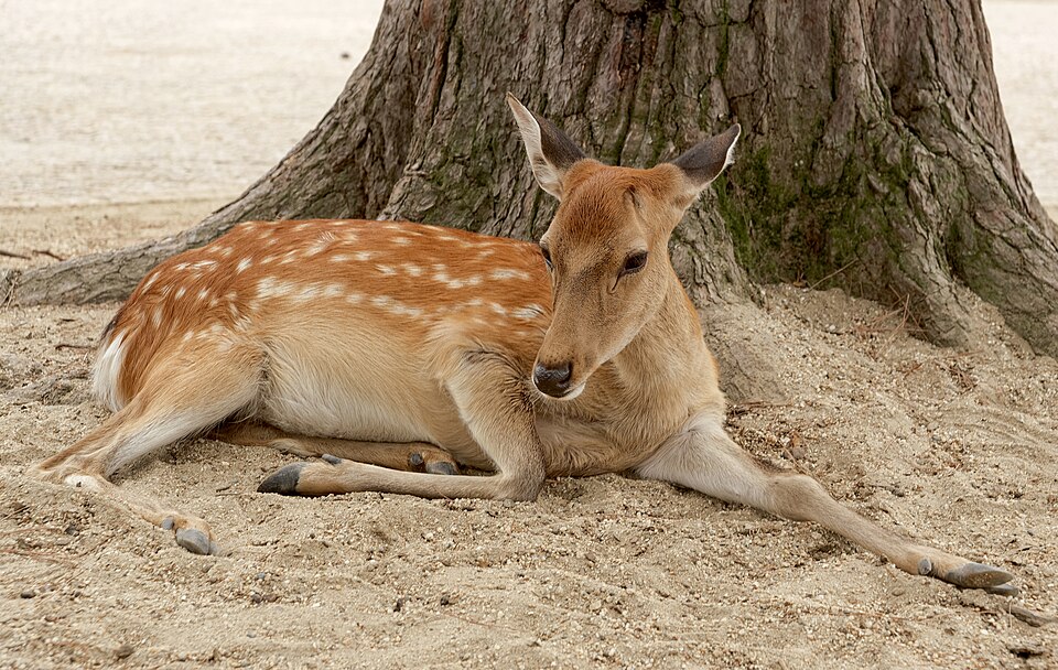 nara deer park kasuga shrine