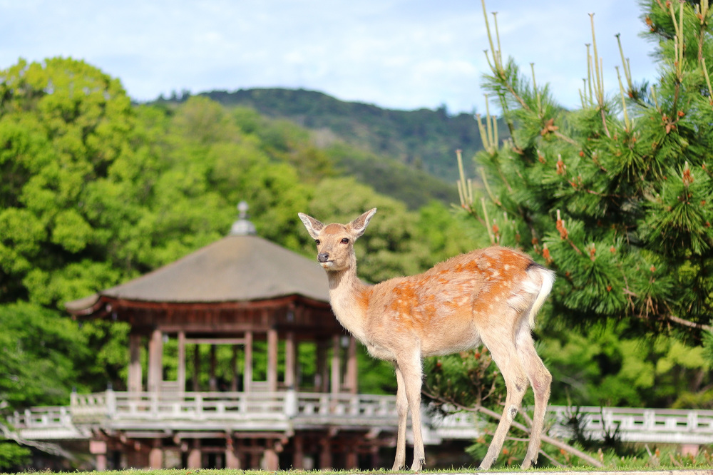nara deer park kasuga shrine
