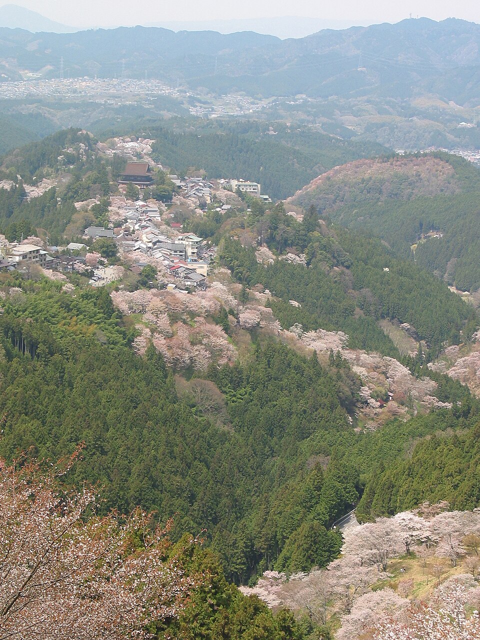yoshino mountain cherry blossoms