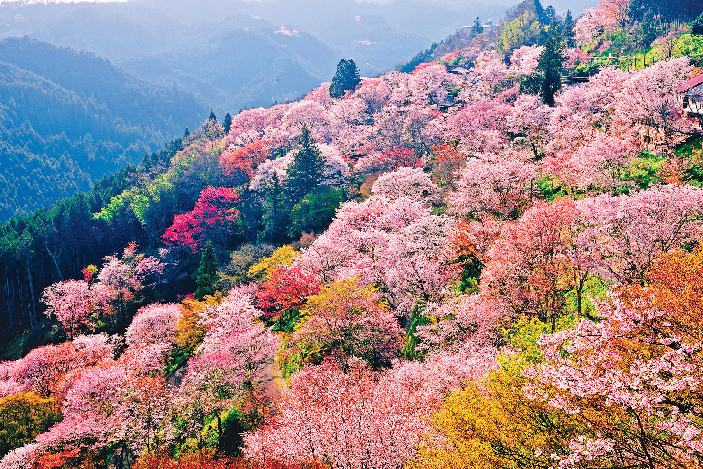 yoshino mountain cherry blossoms