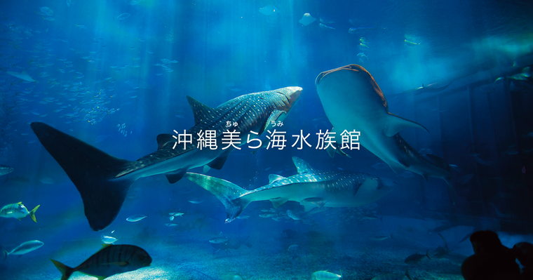 churaumi aquarium whale shark