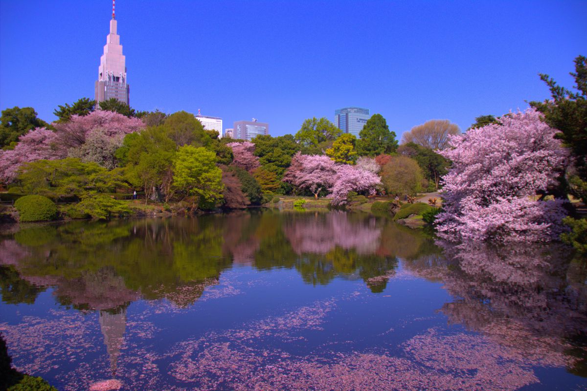 Shinjuku Gyoen cherry blossoms