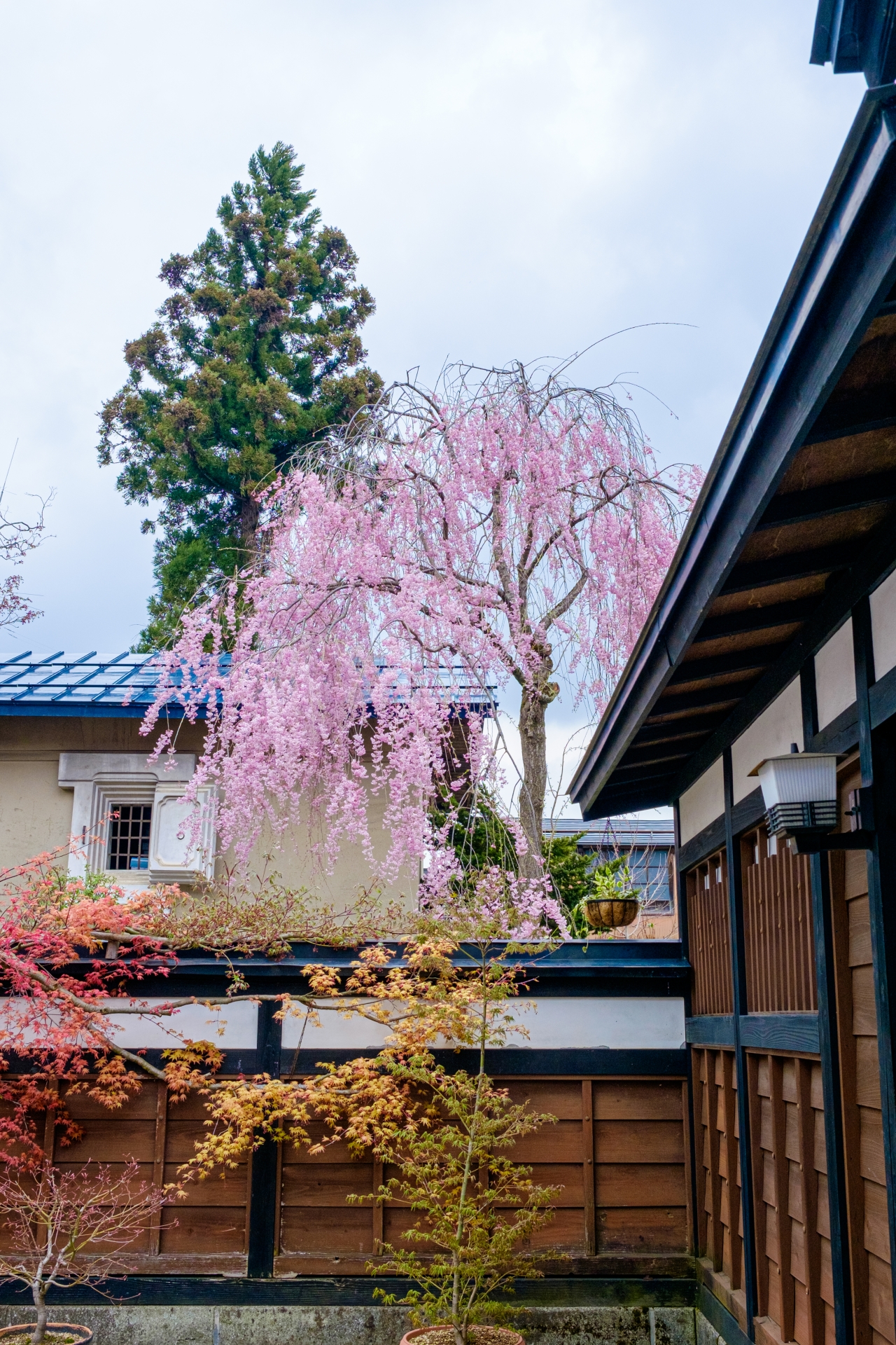 Kakunodate Samurai District (Photo via PhotoAC)